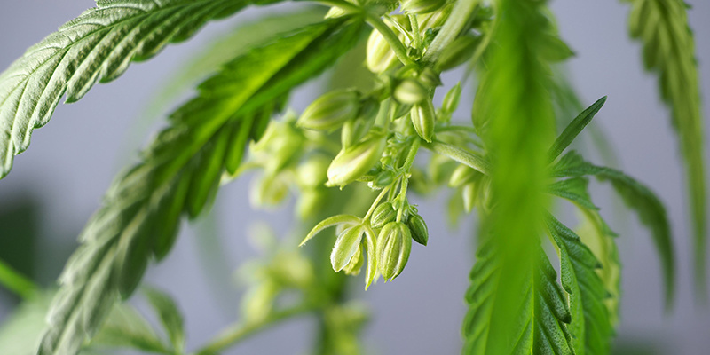 Praktick&eacute; využit&iacute; samč&iacute;ch rostlin konop&iacute;