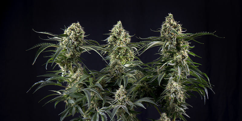 Auto White Widow &mdash; Pyramid Seeds