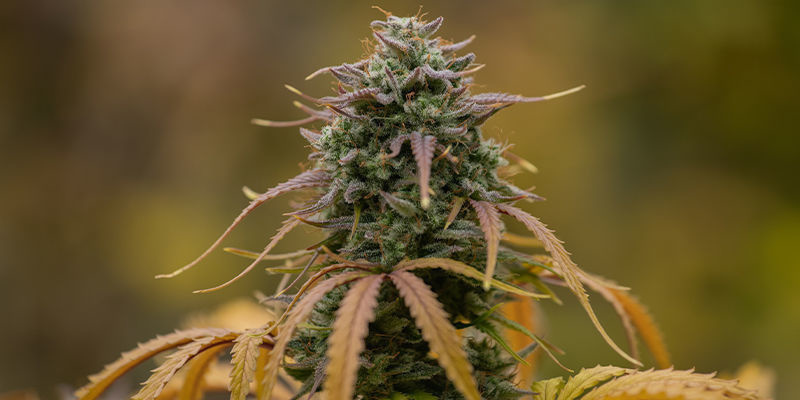 AutoMazar &mdash; Dutch Passion