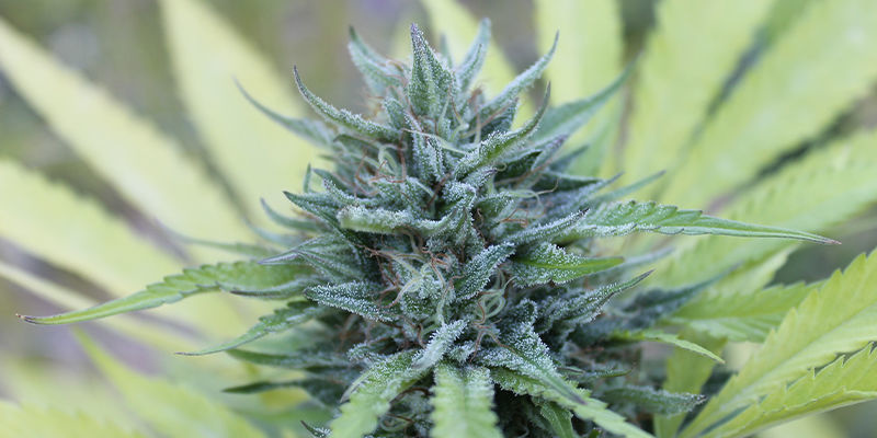 Big Bang Autoflowering &mdash; Greenhouse Seeds