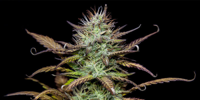 Forbidden Runtz &mdash; FastBuds