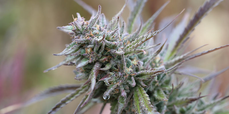 GG#4 Auto &mdash; FastBuds