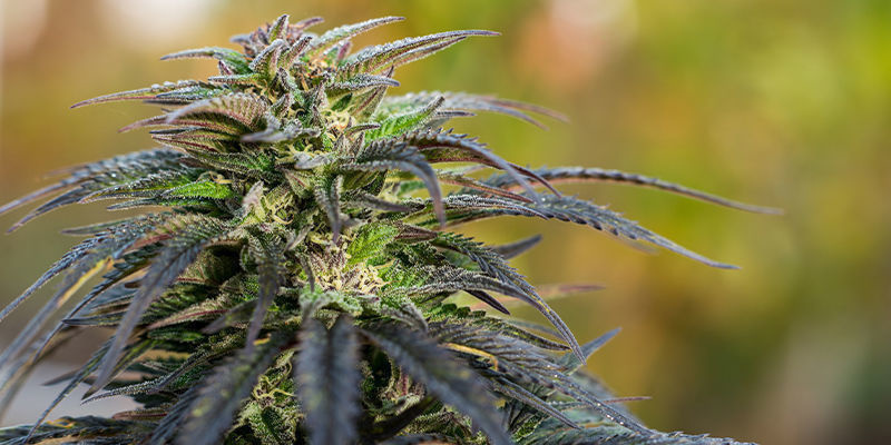 Ghost Train Haze Automatic &mdash; Zamnesia Seeds