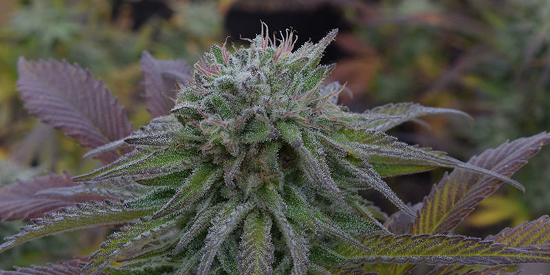 Quick One &mdash; Royal Queen Seeds