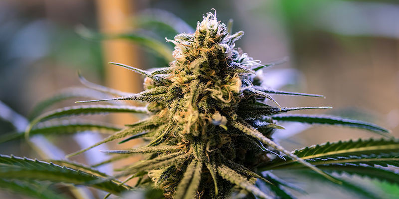 Red Strawberry Banana Auto &mdash; Sweet Seeds