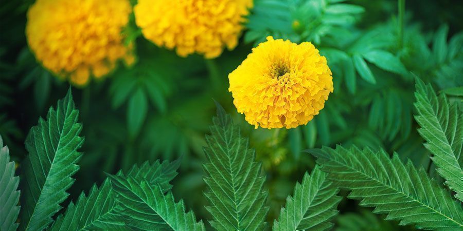 Ide&aacute;ln&iacute; vlastnosti odrůd pro guerrilla pěstov&aacute;n&iacute;