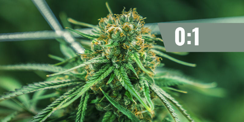 CBD:THC &mdash; 0:1 (