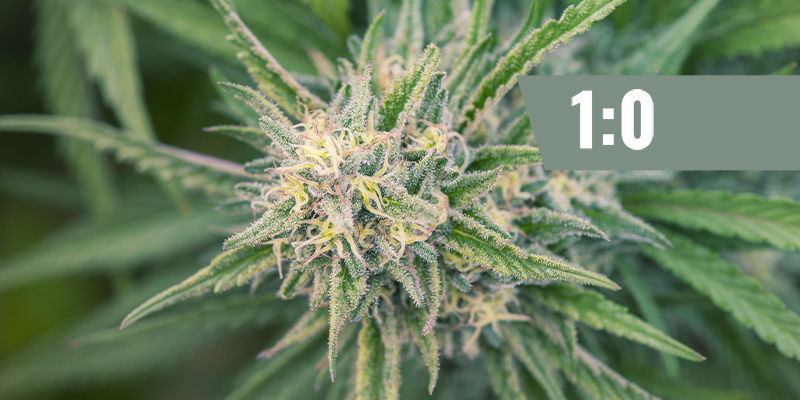 CBD:THC &mdash; 1:0 (