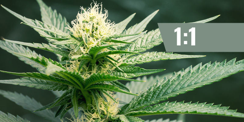 CBD:THC &mdash; 1:1