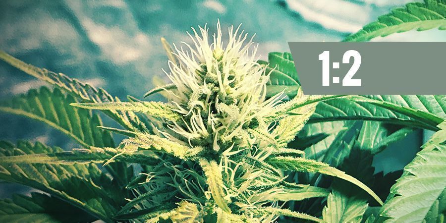 CBD:THC &mdash; 1:2