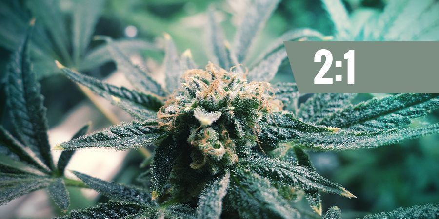 CBD:THC &mdash; 2:1