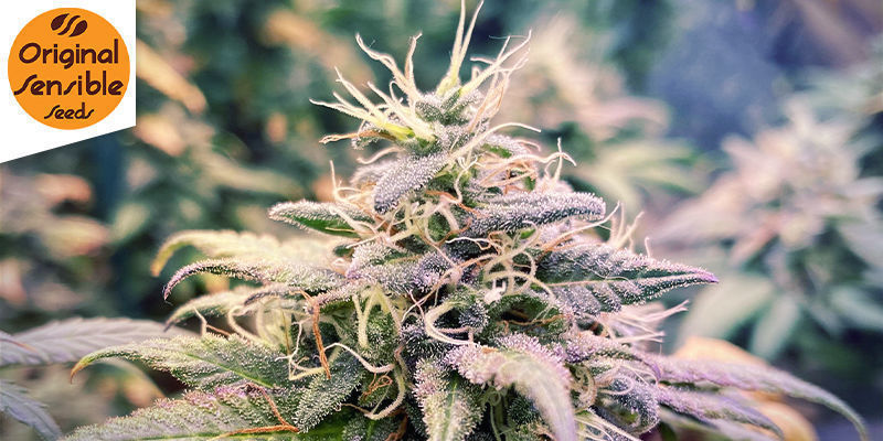 Grandaddy Black (Original Sensible)