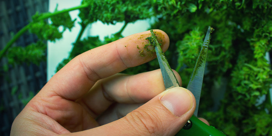 Jak vyrobit čaras: upraven&aacute; metoda