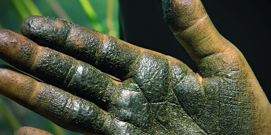 Jak vyrobit charas: Tradičn&iacute; metoda