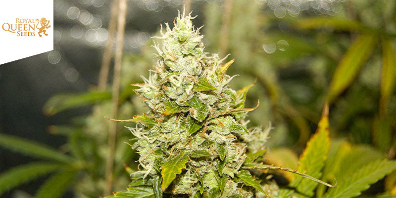 Easy Bud Samonakv&eacute;tac&iacute; (Royal Queen Seeds)