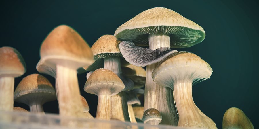 Jak bezpečn&yacute; je psilocybin?