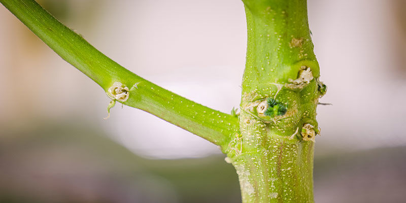 Vytěžte maximum ze stonků