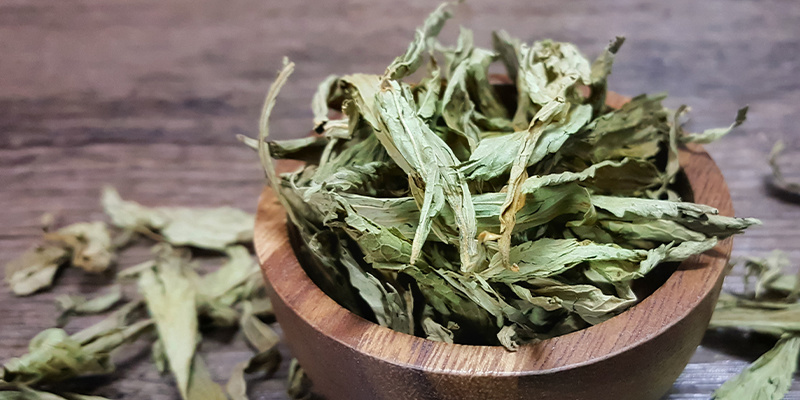 Mexick&aacute; bylina na sny (Calea zacatechichi)