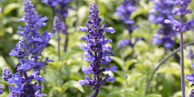 9 (legal) drugs that will induce a psychedelic trip