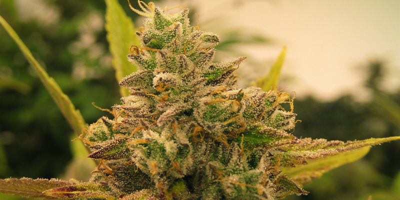 Red Hot Cookies (Sweet Seeds)