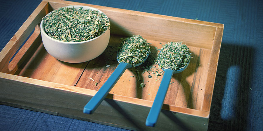 &Scaron;anta kočič&iacute; (Nepeta cataria)