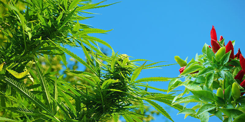 Jak&eacute; jsou v&yacute;hody p&aacute;liv&yacute;ch papriček pro sm&iacute;&scaron;enou v&yacute;sadbu?