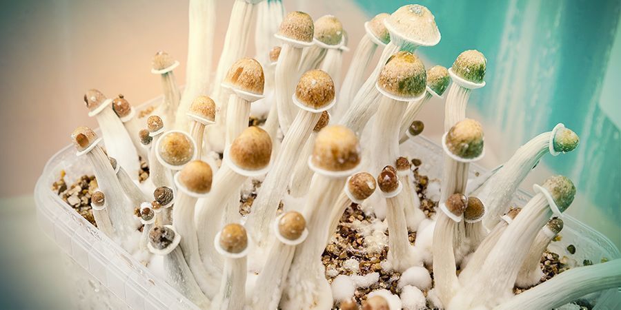 MĚLI BYSTE KOUŘIT MAGIC MUSHROOMS