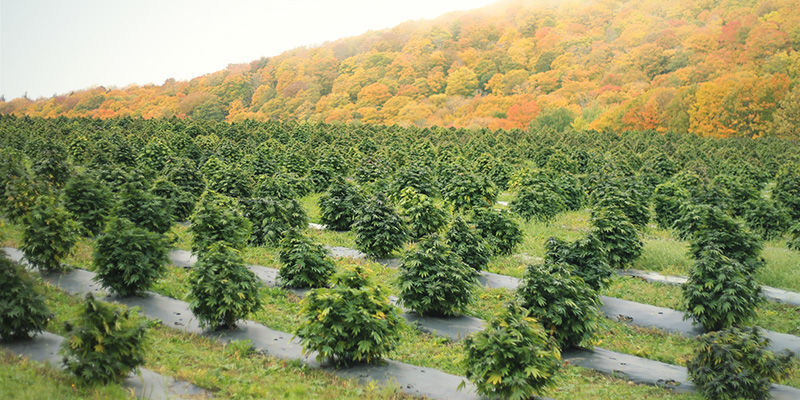 Environment&aacute;ln&iacute; faktory: změna barvy květů konop&iacute;