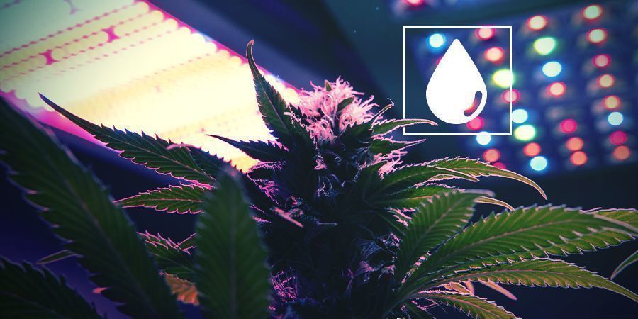 V&iacute;ce světla během růstov&eacute; f&aacute;ze