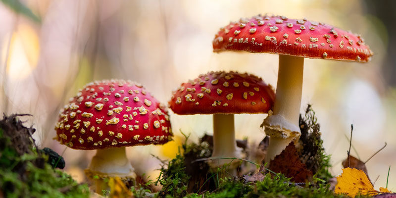 Co je muchomůrka červen&aacute; (Amanita muscaria)?