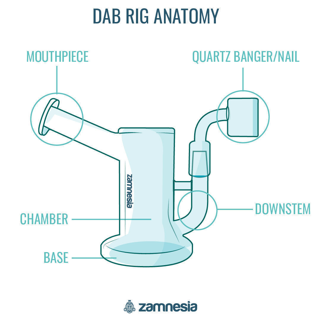 Anatomie dab rigu