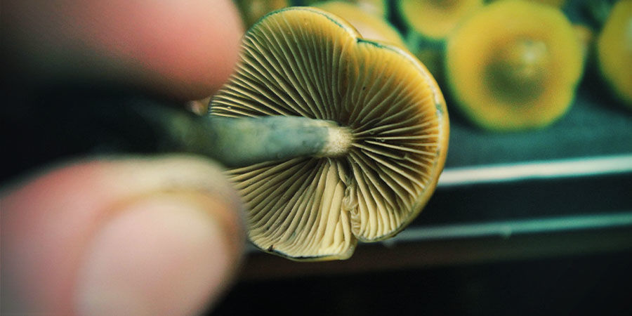 Jak d&aacute;vkovat Psilocybe azurescens