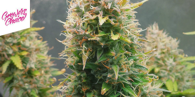 Rainbow Runtz By Growers Choice