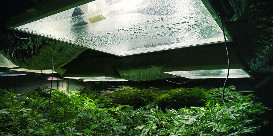 Světla na konop&iacute;