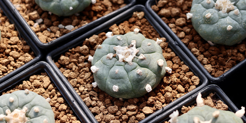 Obsahuje Lophophora decipiens v&iacute;ce meskalinu než williamsii?
