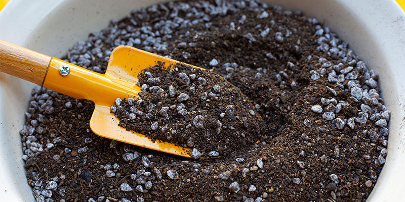 Pěstov&aacute;n&iacute; Lophophora decipiens: Podrobn&yacute; n&aacute;vod krok za krokem