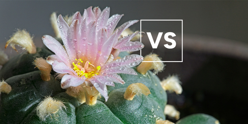 Jak si vede ve srovn&aacute;n&iacute; s ostatn&iacute;mi druhy peyotlu?