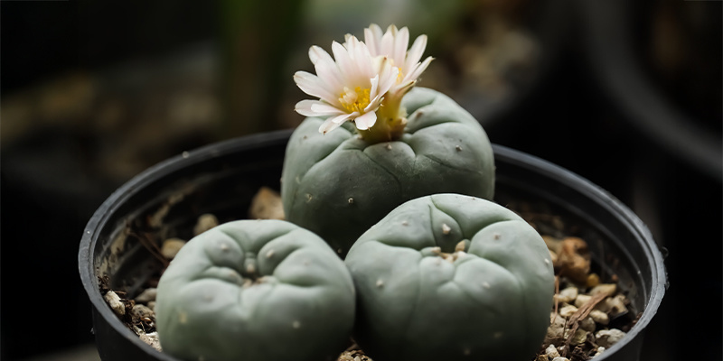 How fast does Lophophora decipiens grow?