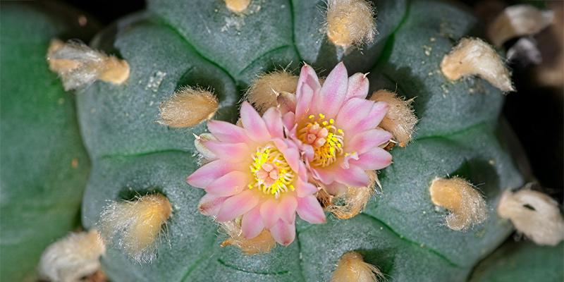 Co je Lophophora decipiens?