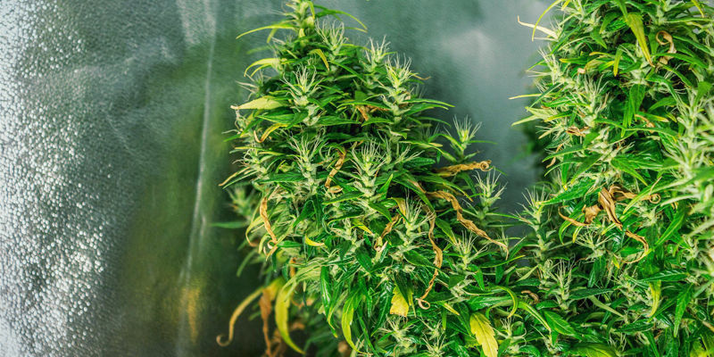 Co je foxtailing u konop&iacute;?