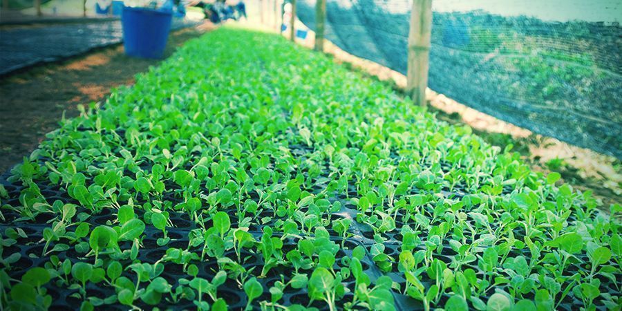 Naučte se, jak pěstovat tab&aacute;k doma krok za krokem