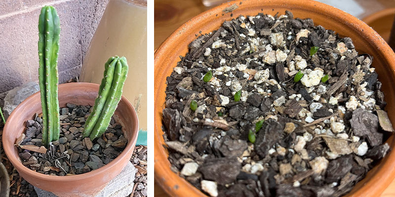 V&yacute;běr květin&aacute;če a dren&aacute;ž