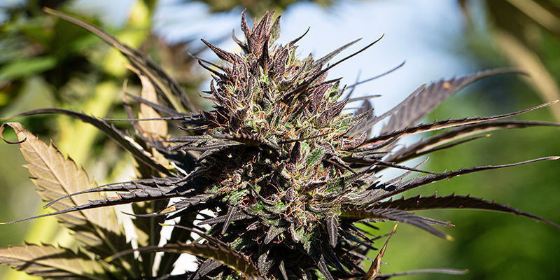 Big Devil Auto (Sweet Seeds)