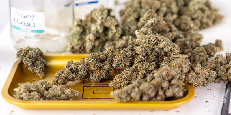 V&yacute;hody samonakv&eacute;tac&iacute;ch odrůd: v&yacute;nos, kvalita a jednoduchost