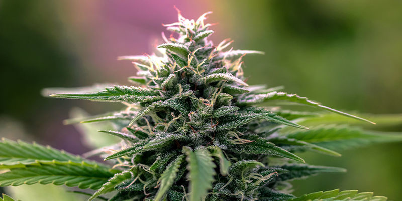 V&yacute;hody hybridn&iacute;ch odrůd