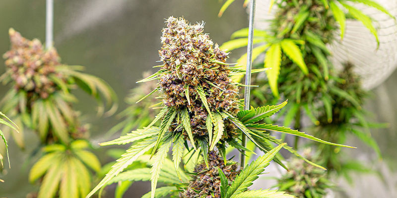 Jak si vybrat spr&aacute;vnou hybridn&iacute; odrůdu