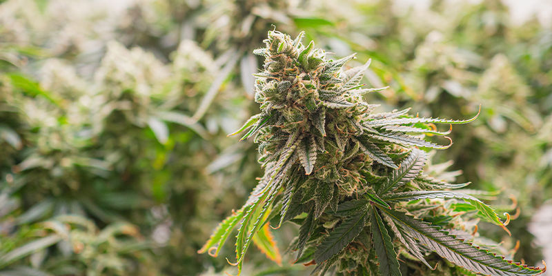 What is hybrid cannabis?
