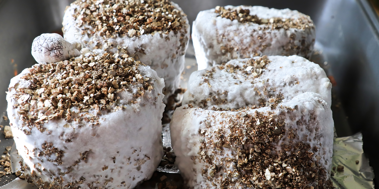 Je mycelium bezpečn&eacute;? Lze ho konzumovat?