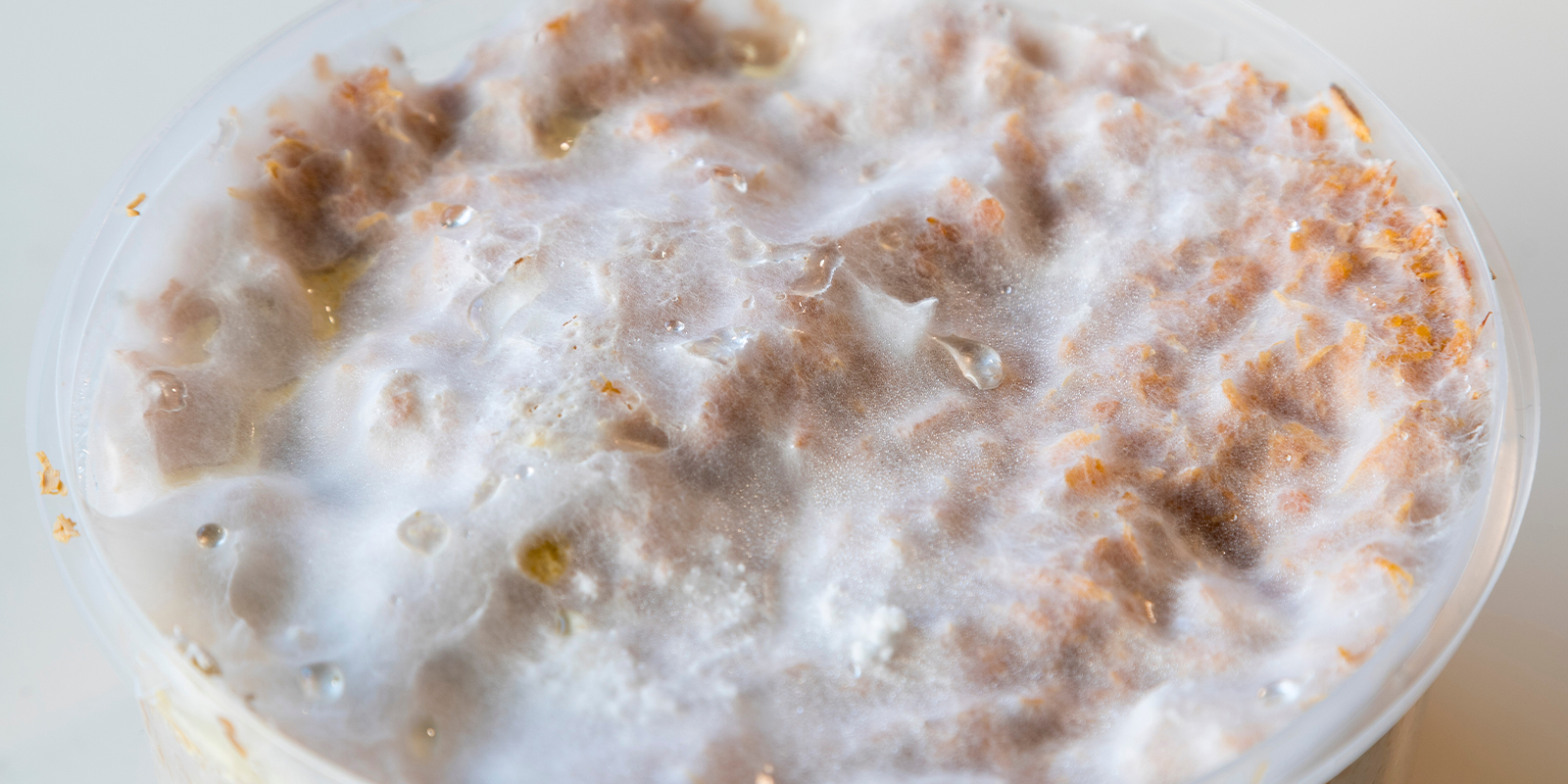 Z&aacute;klady: Co přesně je mycelium?