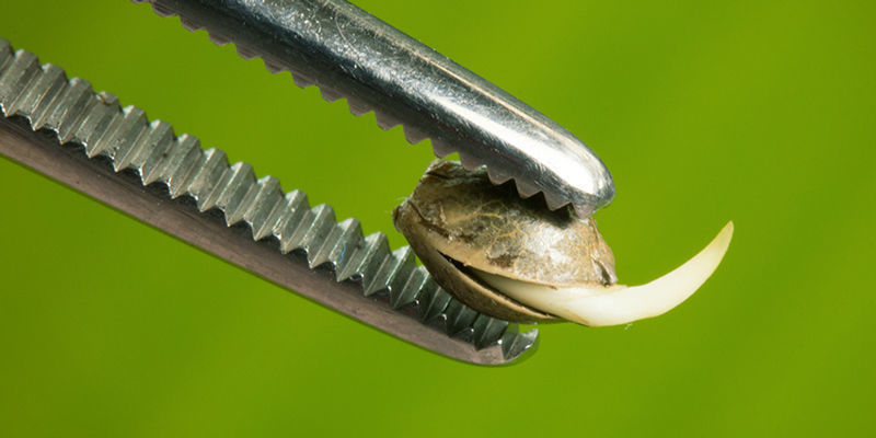 Pusťte se do pěstov&aacute;n&iacute; hned teď